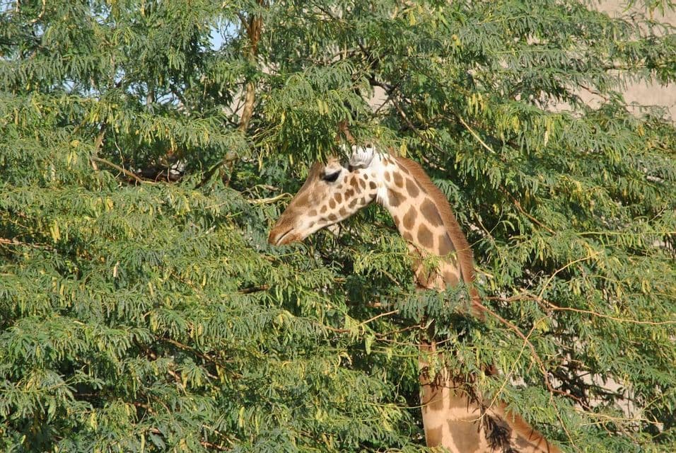 La cabeza y el largo cuello de una jirafa asoman entre las densas hojas verdes de un árbol, del que parece estar comiendo.