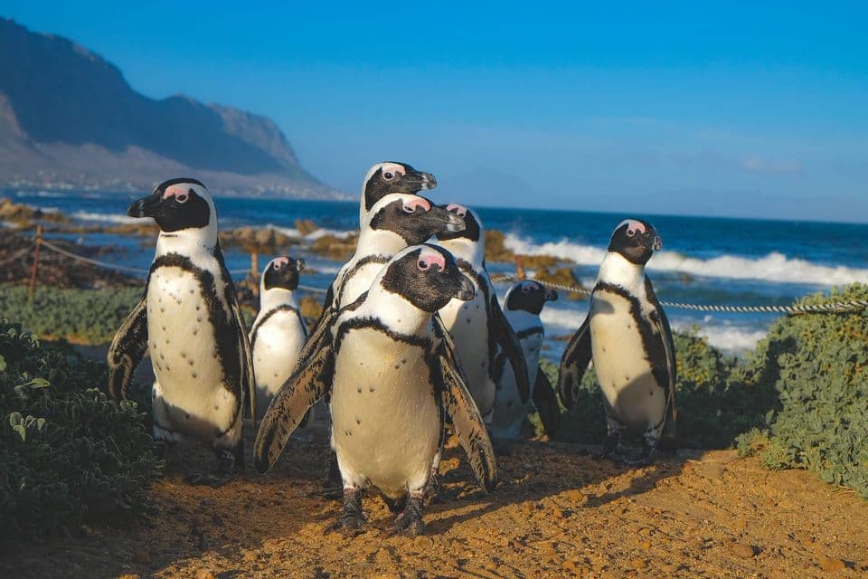 Eine Gruppe Pinguine steht auf einer sandigen Klippe mit Blick auf das Meer und Berge im Hintergrund.