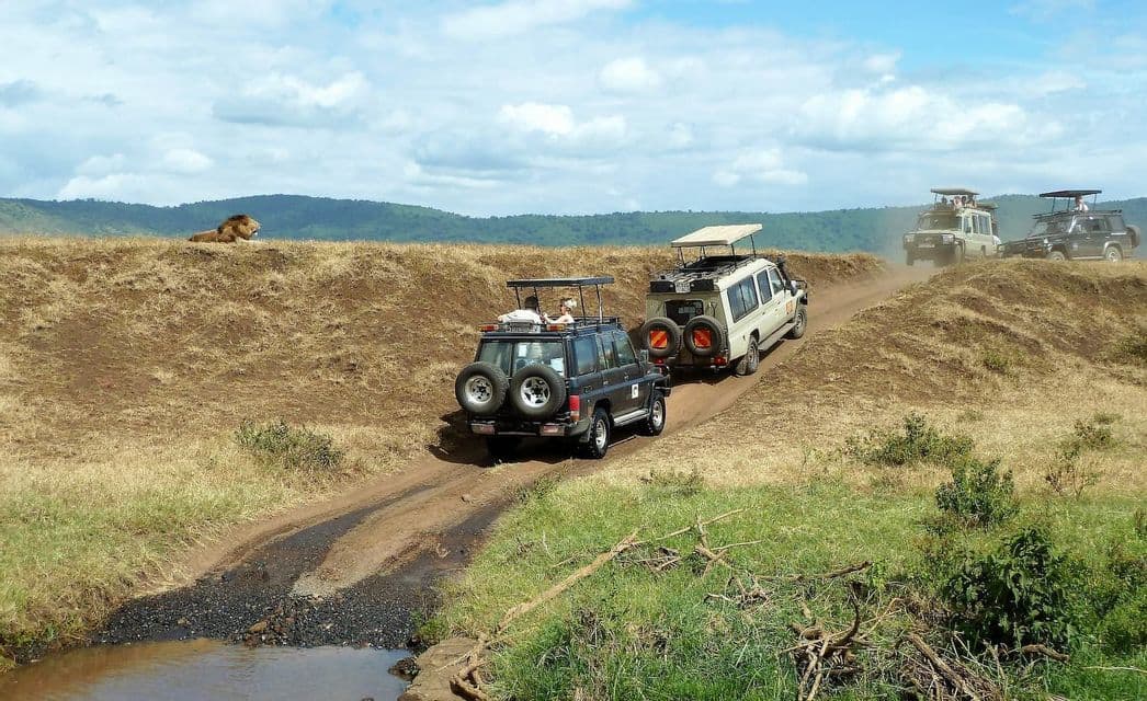 Eine WeRoad-Gruppenreise im Safari-Jeep-Konvoi beobachtet einen Löwen, der auf einem grasbewachsenen Hügel in der Savanne ruht.