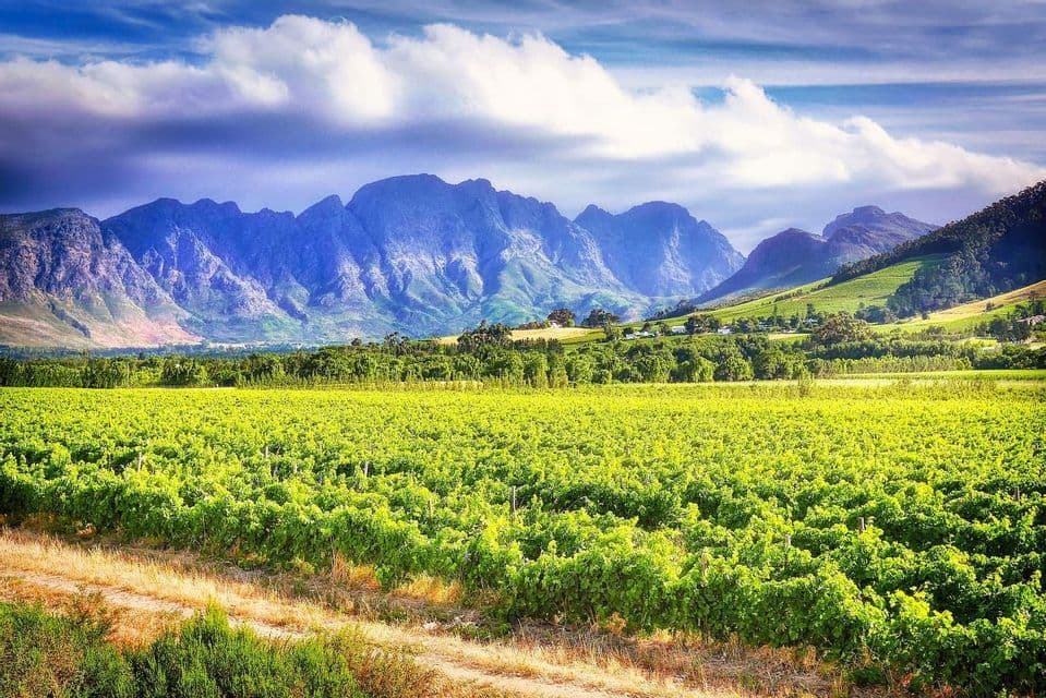 Ein großer grüner Weinber erstreckt sich unter einem teilweise bewölkten Himmel bis zu einer hohen blauen Bergkette.