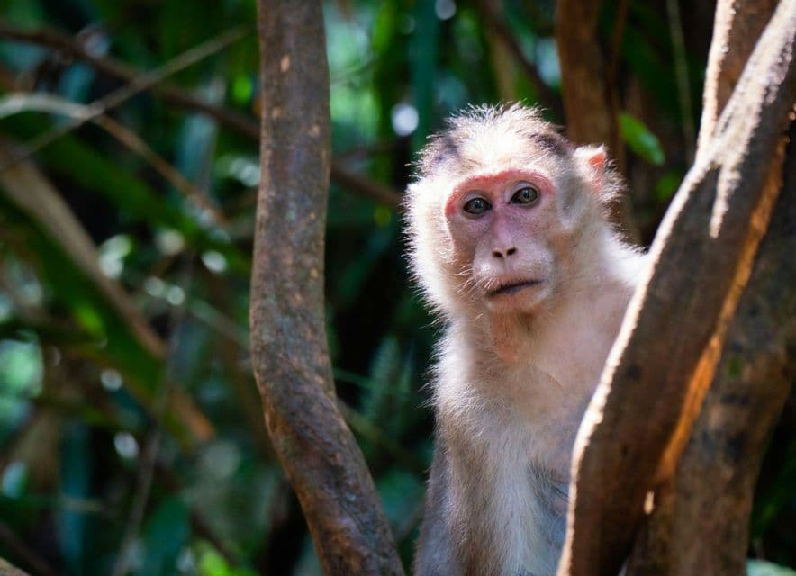 Primo piano di una scimmia macaco con il viso rossastro e pelliccia chiara seduta tra i rami di un albero e che guarda la macchina fotografica.