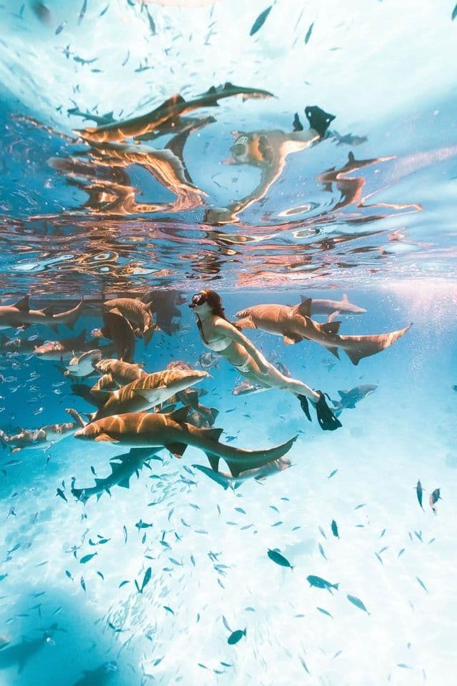 Une femme lors d'un voyage de groupe WeRoad fait de la plongée avec tuba avec un grand banc de requins nourrices dans des eaux bleues claires.