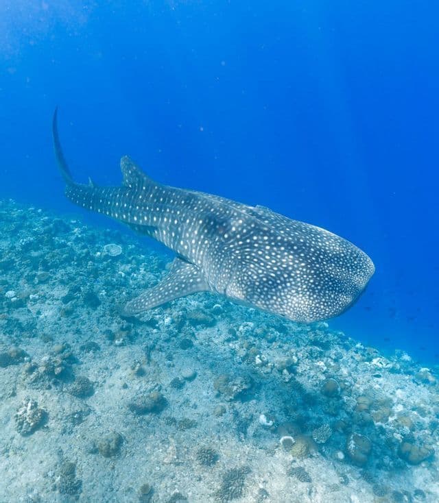 Un grand requin-baleine au motif tacheté distinctif nage dans une eau bleue claire juste au-dessus d'un fond marin de récif corallien sablonneux.