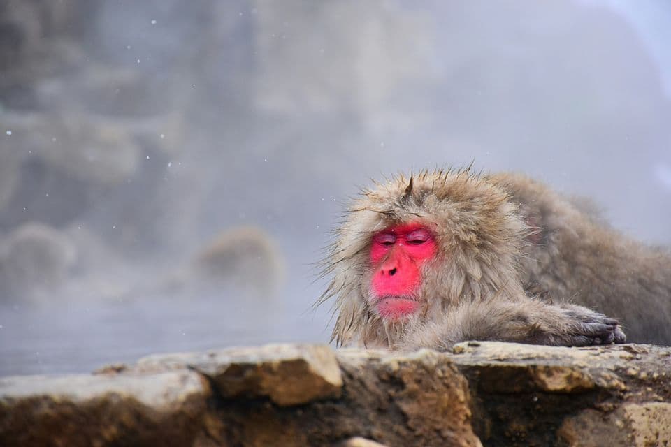 A Japanese macaque with a red face and wet fur rests on a rock with its eyes closed, in a steamy hot spring.