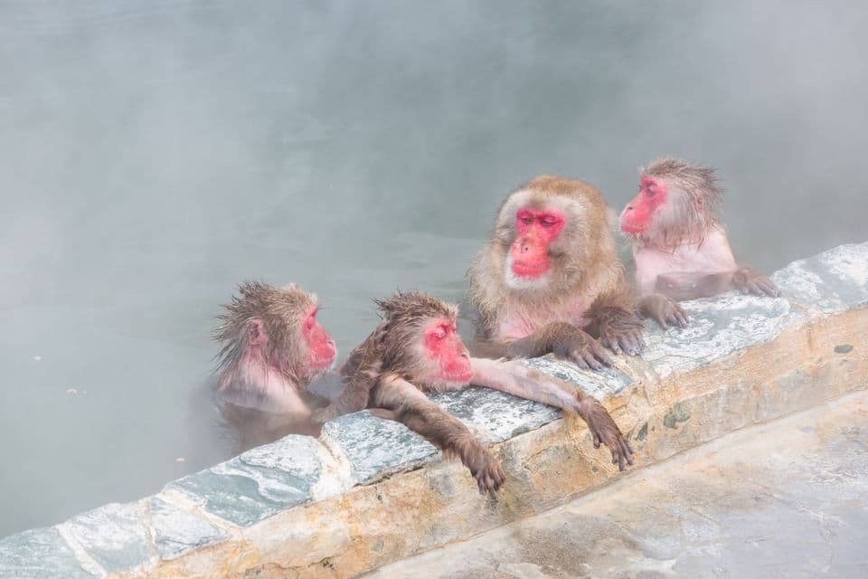 Four Japanese macaques with red faces relaxing in a steaming hot spring, resting along the stone edge of the pool.