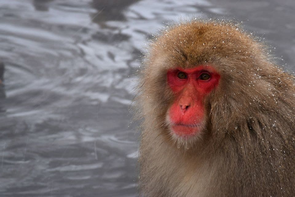 A close-up of a Japanese macaque with a red face, its brown fur speckled with falling snow against a blurred background.