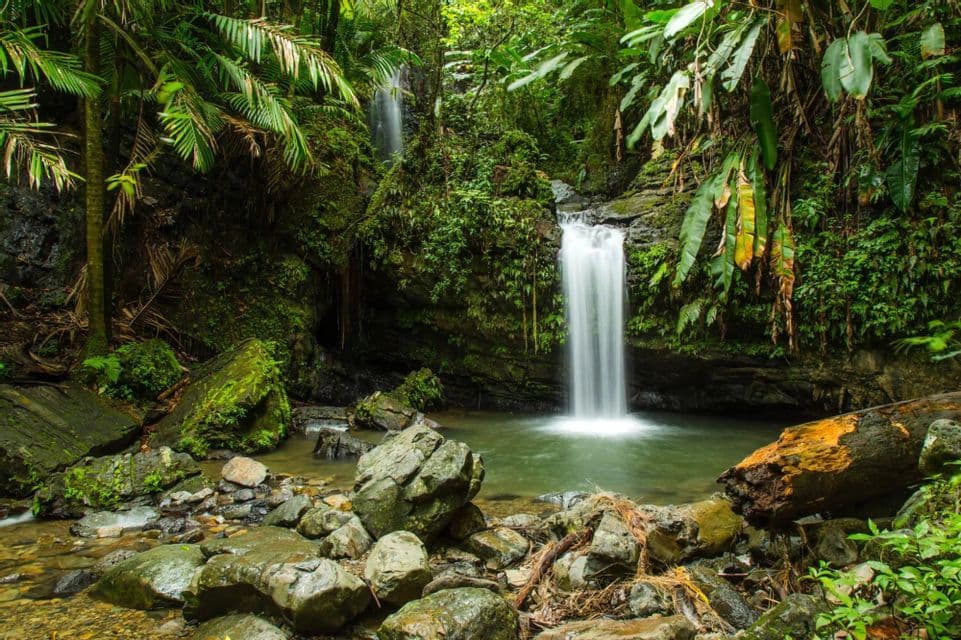 Una cascata si getta in una piscina naturale circondata da rocce muschiose e lussureggiante vegetazione verde, in una fitta giungla.