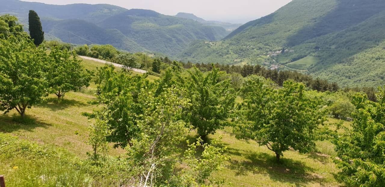 Una vista da un pendio erboso con alberi verdi, che si affaccia su una valle profonda e montagne ondulate e boscose.