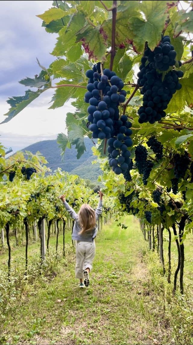Una persona con i capelli lunghi corre a braccia alzate attraverso un vigneto con acini d'uva viola maturi che pendono dalle viti.