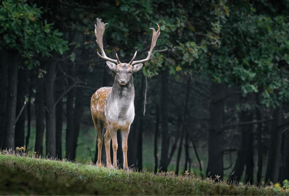 Un cervo daino maschio con grandi palchi si erge su una collina erbosa, rivolto in avanti con una foresta scura sullo sfondo.