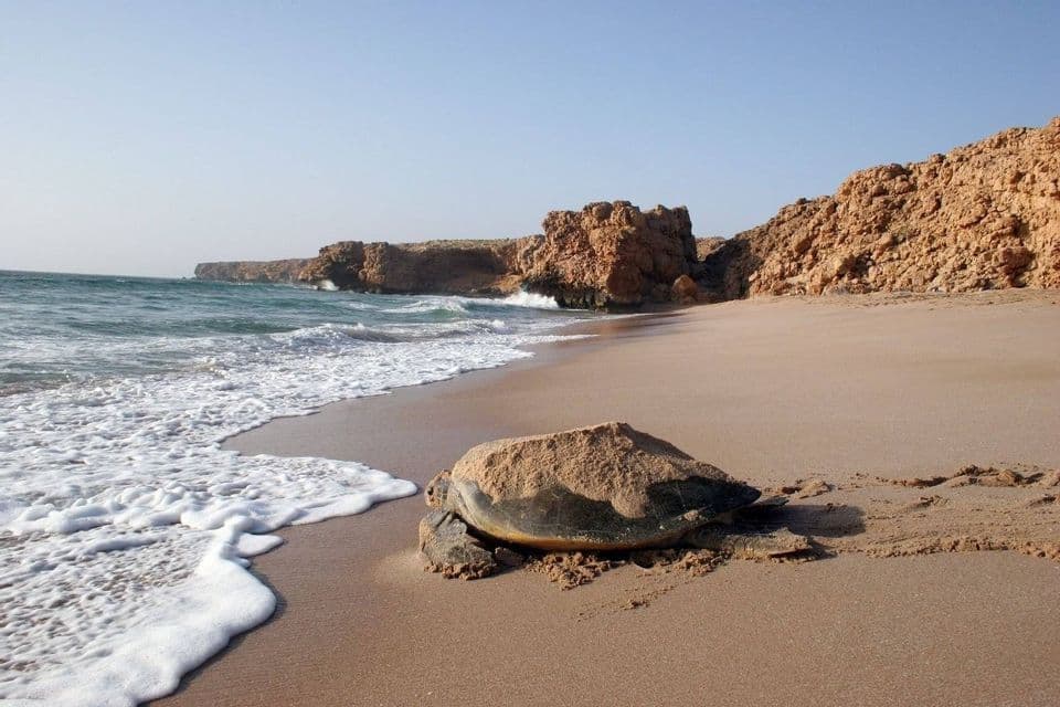 Eine teilweise im Sand vergrabene Meeresschildkröte liegt am Wassersaum eines Strandes mit felsigen Klippen im Hintergrund.