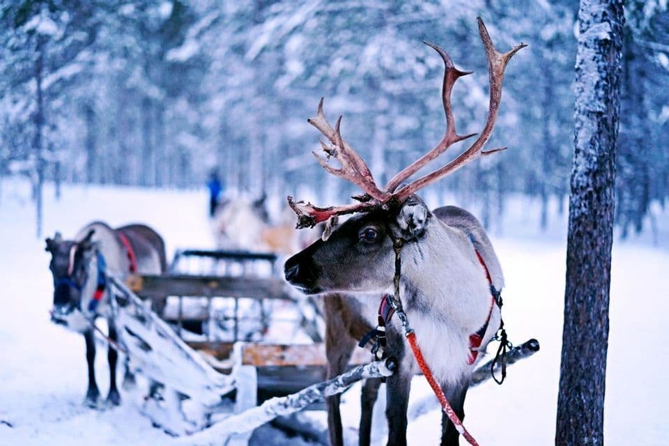 A close-up of a reindeer with large antlers, harnessed to a wooden sleigh in a snowy, pine-tree forest.