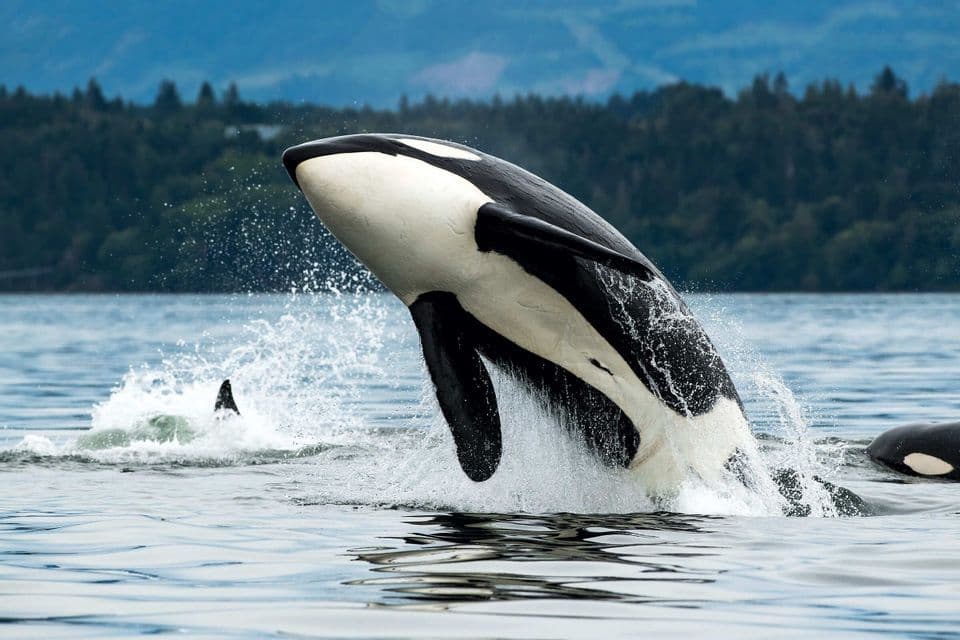 Ein Orca springt aus dem Wasser und erzeugt eine große Gischt vor einer bewaldeten Küste.