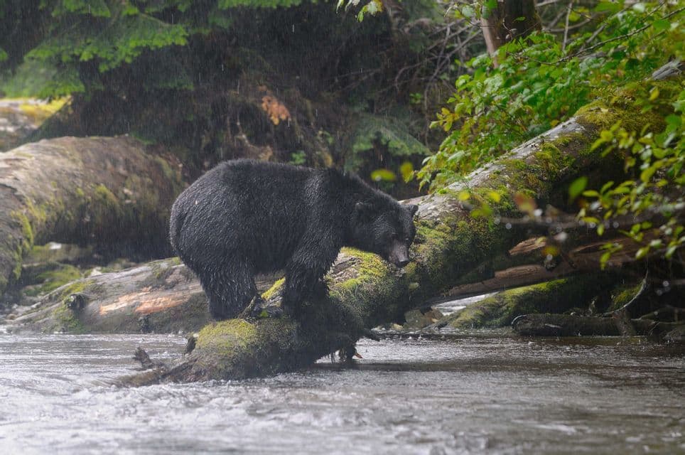 Ein Schwarzbär steht auf einem moosbedeckten Baumstamm in einem fließenden Fluss während eines Regenschauers, mit Wald im Hintergrund.