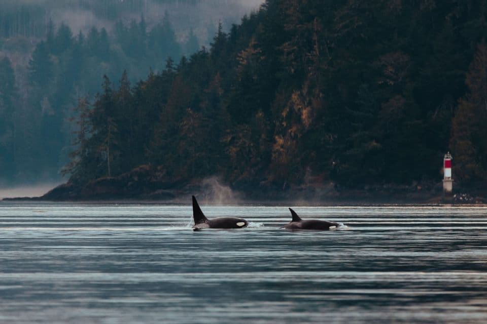 Zwei Orcas schwimmen im Wasser mit Rückenflossen über der Oberfläche, nahe einer nebligen bewaldeten Küste mit einem kleinen Leuchtturm.