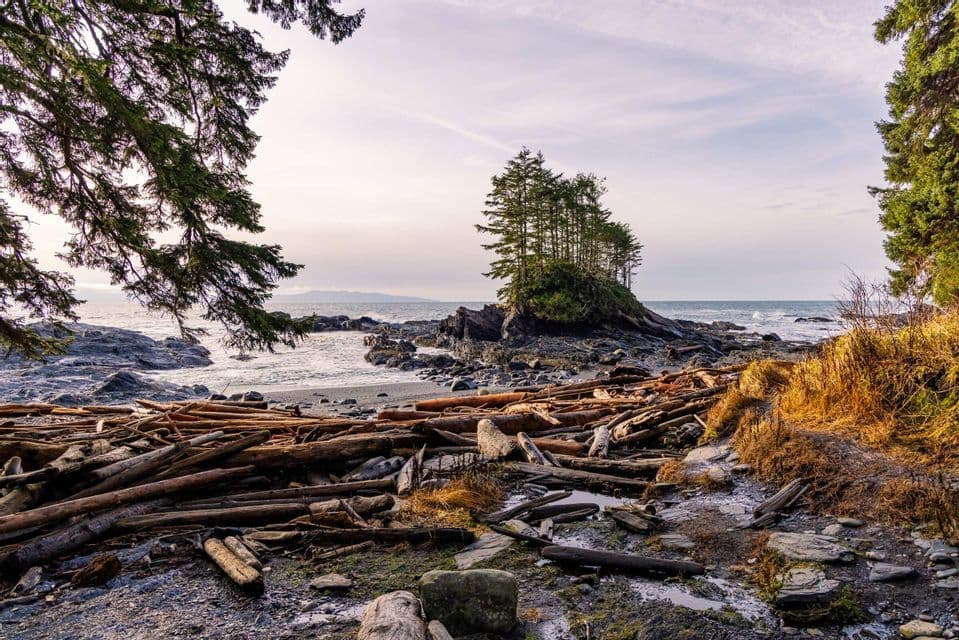 Eine zerklüftete Küstenlandschaft mit Treibholz am Ufer und einer kleinen, bewaldeten Insel im Meer.