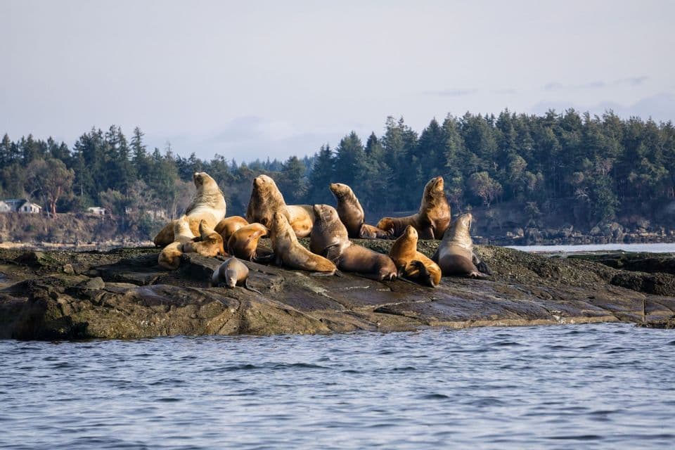 Eine große Gruppe Seelöwen sonnt sich auf einer felsigen Insel, dahinter eine bewaldete Küste.