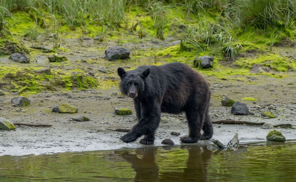 Ein Schwarzbär steht auf einem schlammigen, moosigen Flussufer und blickt in die Kamera, sein Spiegelbild im Wasser.