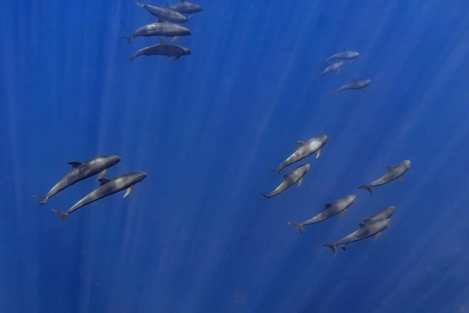 Una vista subacquea di diversi branchi di globicefali che nuotano in acque blu profonde con raggi di luce dall'alto.