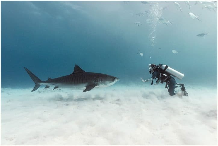 Un subacqueo in muta completa osserva da vicino un grande squalo tigre mentre nuota su un fondale sabbioso.