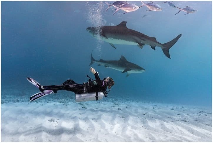 Un sub galleggia orizzontalmente sott'acqua, osservando due grandi squali tigre e un banco di pesci che nuotano sopra un fondale sabbioso.
