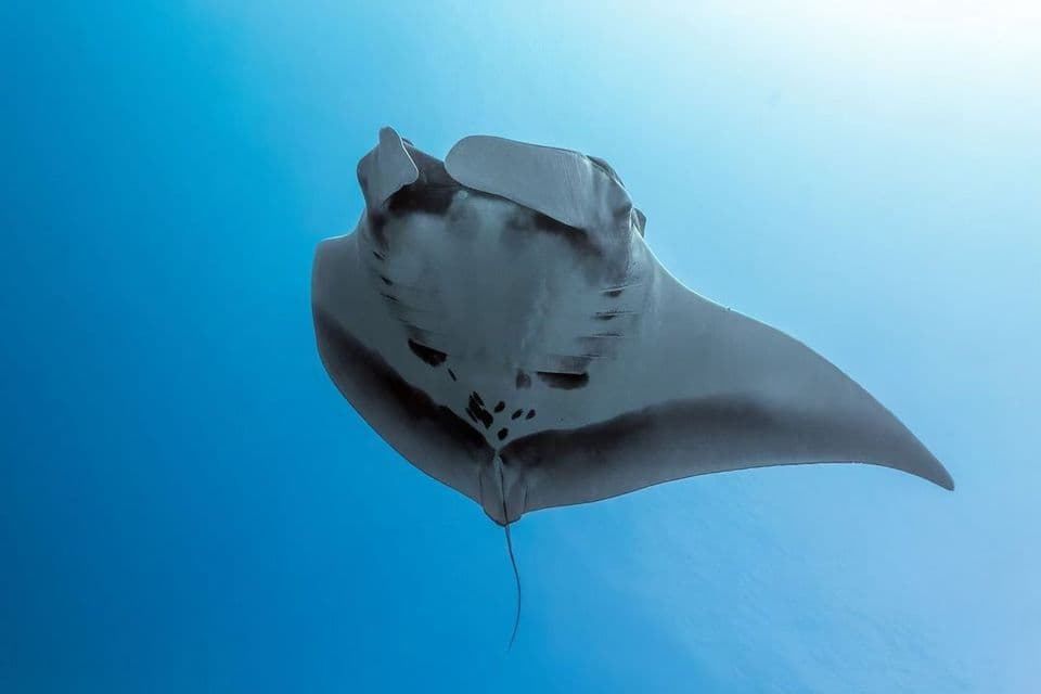 Una manta gigante nuota in acque limpide e blu con la luce del sole dall'alto.