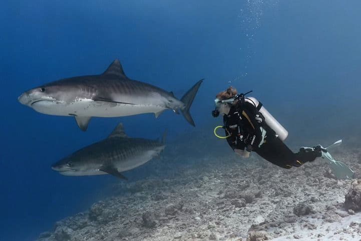 Un subacqueo in muta nera nuota accanto a due grandi squali tigre su un fondale marino roccioso.