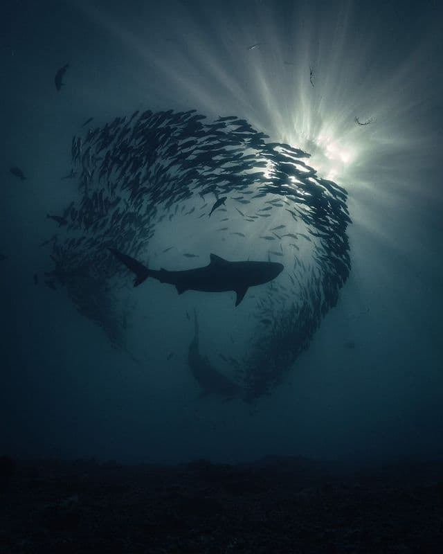 Squali si stagliano contro il sole mentre nuotano attraverso un grande banco di pesci nelle acque blu profonde.