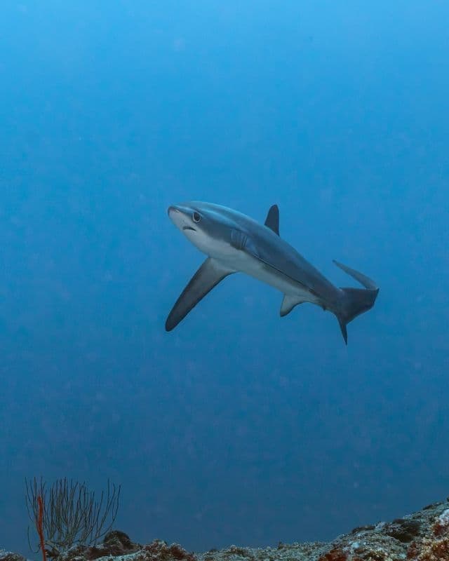 Uno squalo nuota nelle profonde acque blu sopra un fondale marino roccioso con corallo