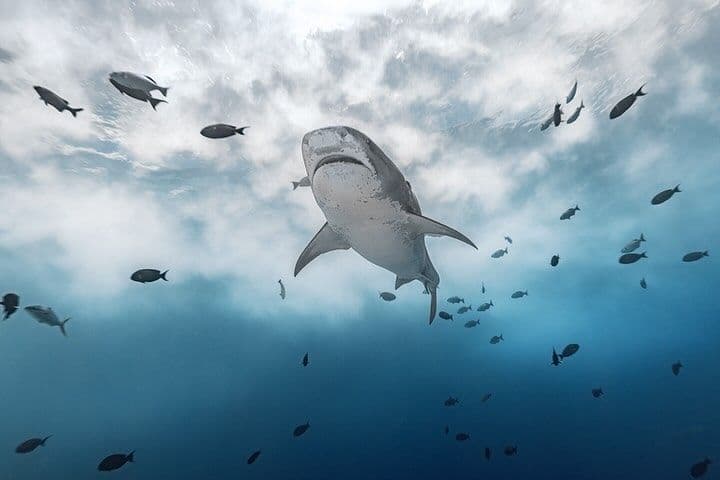 Uno squalo tigre nuota in acque blu circondato da piccoli pesci, visto dal basso verso l'alto verso la superficie nuvolosa.