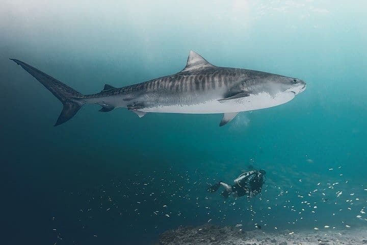 Un grande squalo tigre nuota in acque blu sopra un subacqueo vicino al fondale marino.