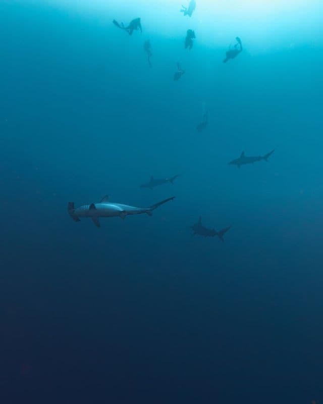 Un viaggio di gruppo WeRoad di subacquei osserva diversi squali martello nuotare in profondità nell'oceano blu.