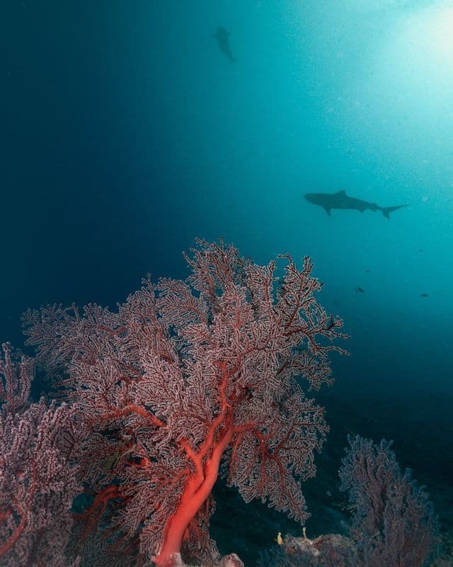 Due squali nuotano in acque profonde e blu sopra un grande corallo gorgonia rosso, con la luce che filtra dalla superficie.