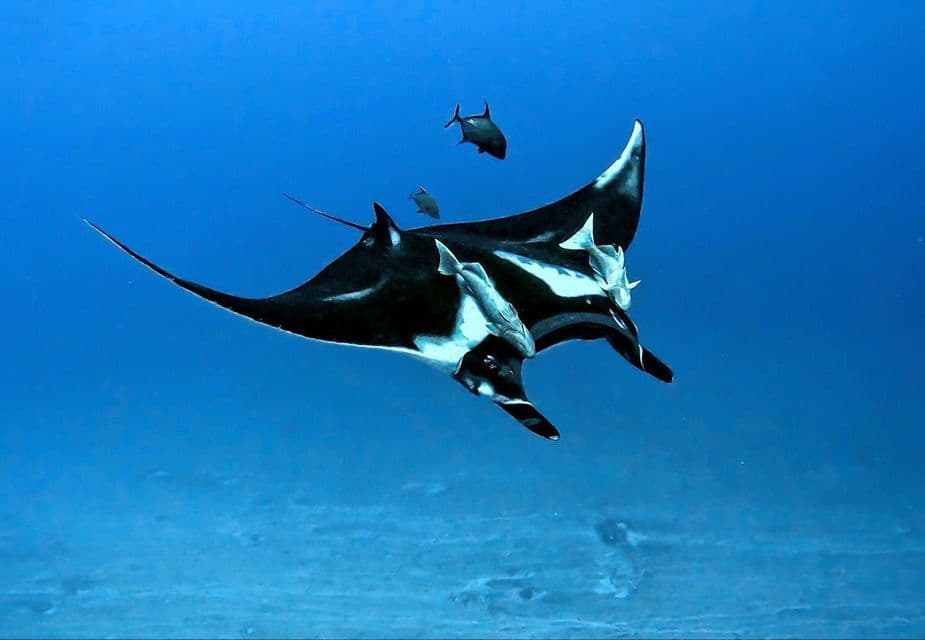 Una vista subacquea di una grande manta che nuota in acque limpide e blu, con diversi pesci più piccoli nelle vicinanze.
