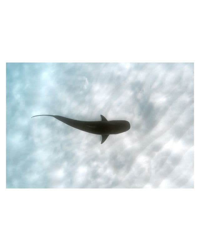 La sagoma di uno squalo è vista dall'alto, mentre nuota in acqua limpida sopra un fondale sabbioso ondulato.