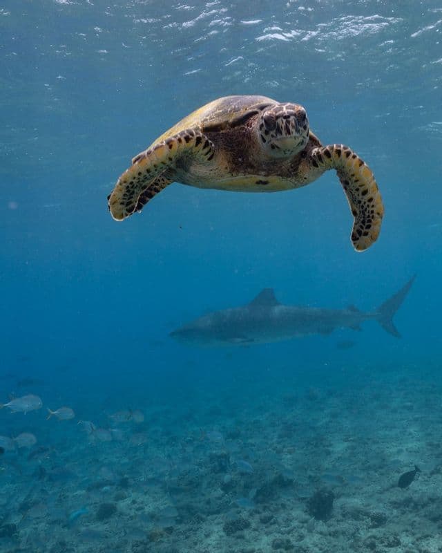 Una vista subacquea di una tartaruga marina che nuota verso la fotocamera, con uno squalo e pesci più piccoli sullo sfondo.