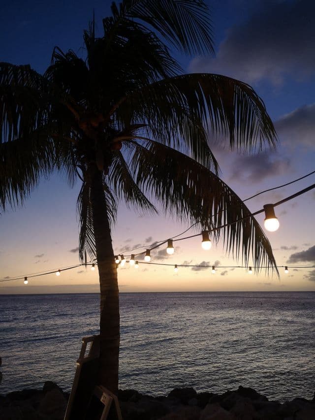 Una palma in silhouette su una costa rocciosa con una ghirlanda di luci che brillano sull'oceano al tramonto.