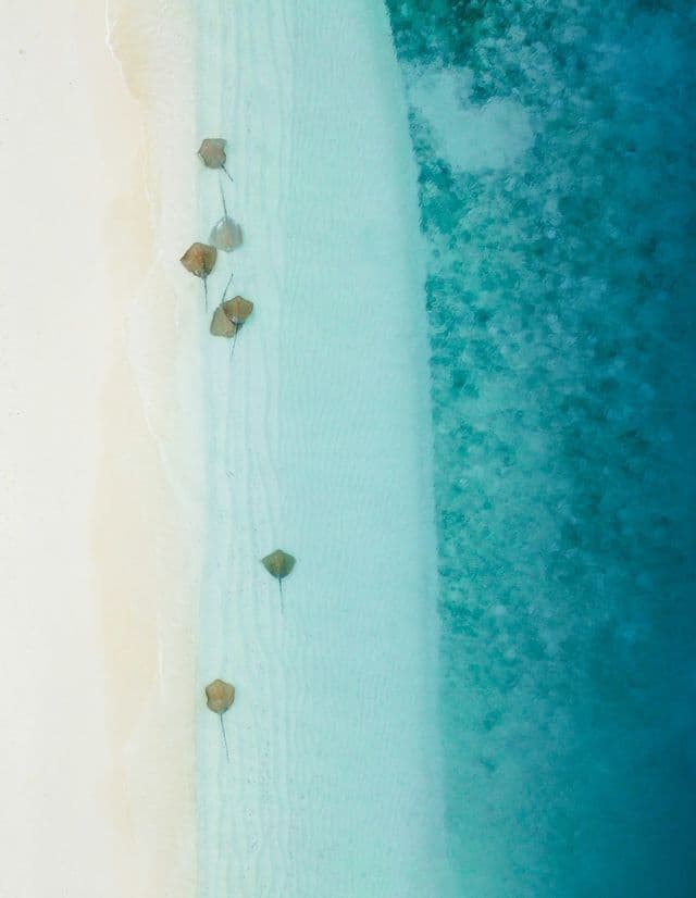 Una vista aerea di razze che nuotano in acque basse e limpide lungo una spiaggia di sabbia bianca.