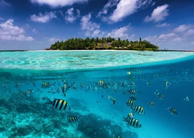 Una vista a filo d'acqua che mostra un banco di pesci striati nuotare in acqua limpida, con un'isola tropicale visibile in superficie.