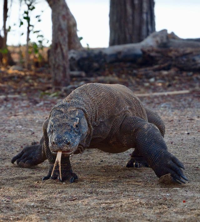 Un dragon de Komodo avance vers l'appareil photo sur un sol sablonneux, sa langue bifide sortie.