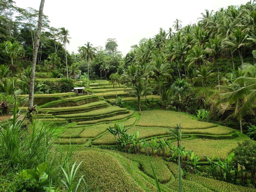 De vibrantes rizières verdoyantes recouvrent une colline luxuriante, entourée de palmiers denses et de végétation de jungle tropicale.