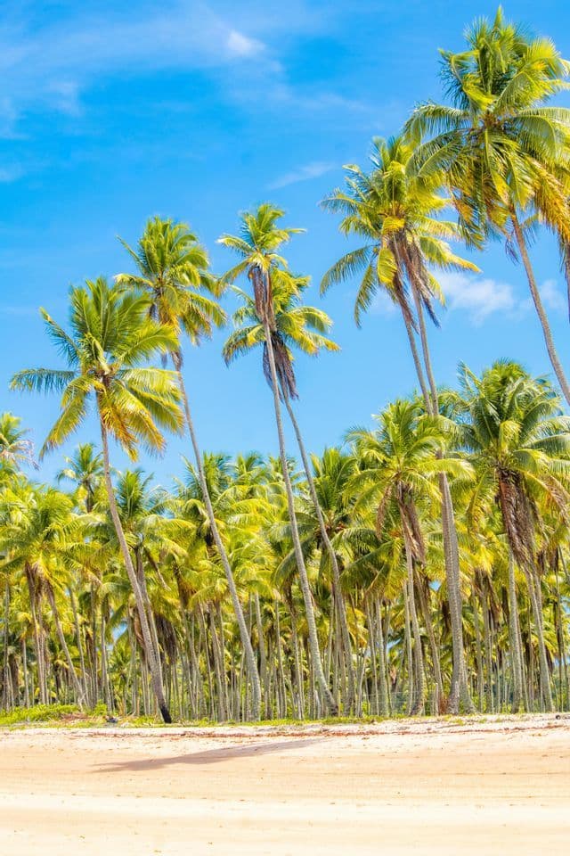 A dense grove of tall palm trees with bright green fronds lining a sandy beach under a clear blue sky.