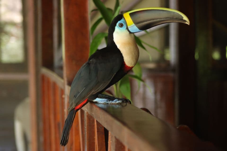 Un tucano con un grande becco colorato si posa su una ringhiera di legno, visto di lato.