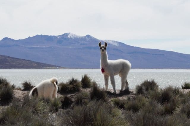 Due lama si ergono su una sponda erbosa di un grande lago, con montagne innevate visibili in lontananza.