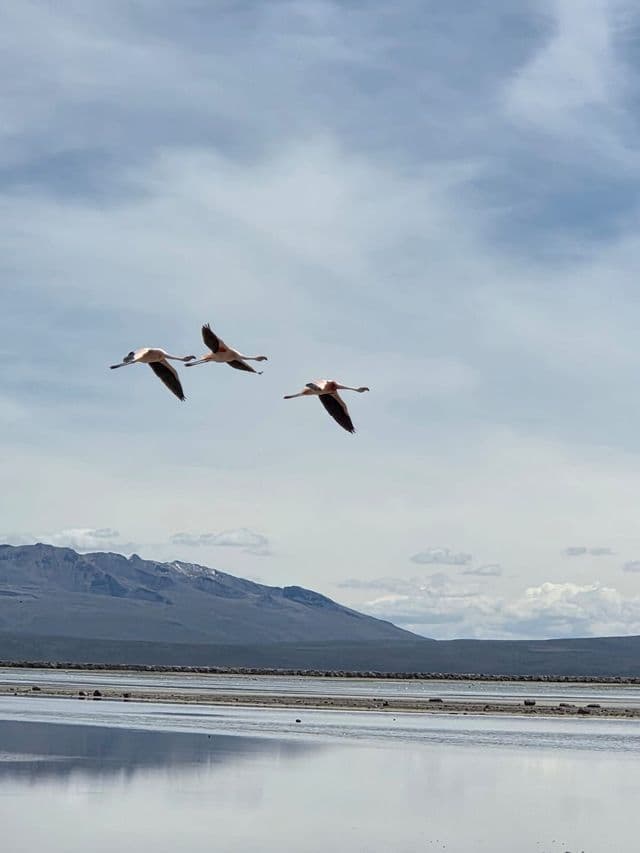 Drei Flamingos fliegen in Formation über einem stillen See mit fernen Bergen unter einem bewölkten Himmel.