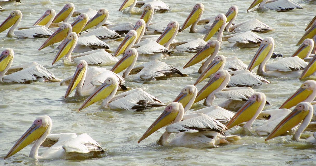 Un groupe dense de pélicans blancs à bec jaune nageant dans l'eau.
