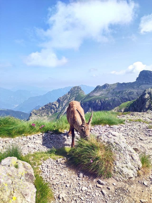 Uno stambecco con corna ricurve pascola su un ciuffo d'erba su un fianco roccioso della montagna con cime lontane sotto un cielo parzialmente nuvoloso.