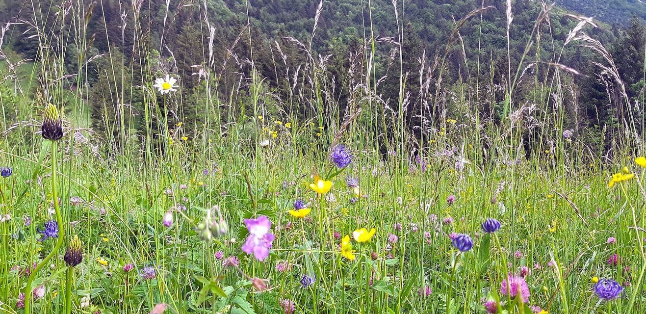 Un campo di fiori selvatici colorati, inclusi viola, gialli e bianchi, che sbocciano nell'erba alta con una fitta foresta sullo sfondo.