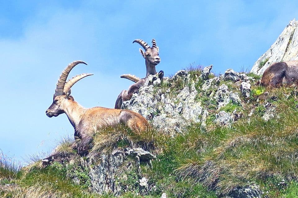 Un gruppo di stambecchi alpini riposa su un pendio montano roccioso ed erboso sotto un cielo azzurro brillante.