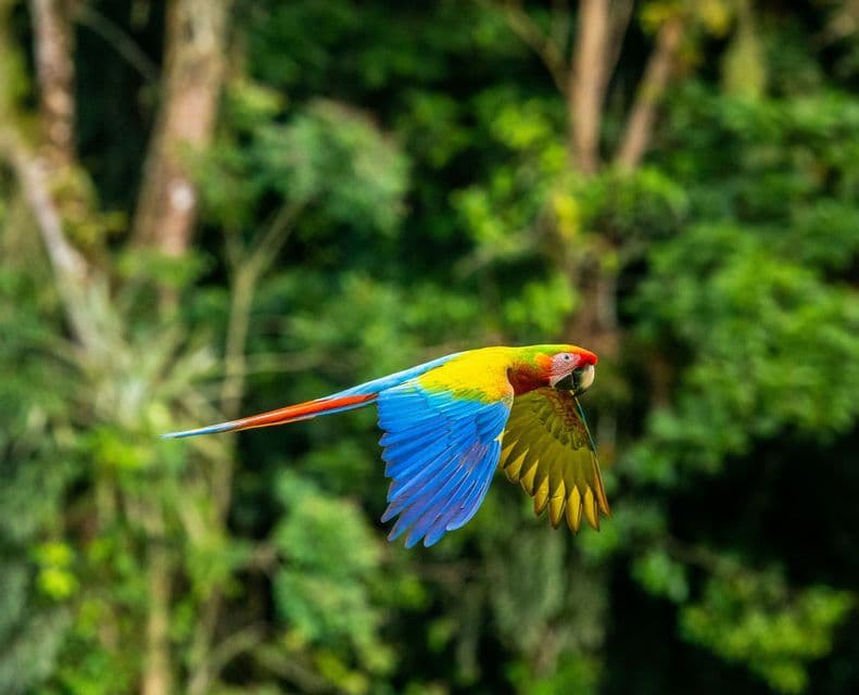 Un guacamayo colorido con alas azul brillante y amarillas vuela frente a un bosque verde.